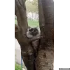 Хромая улитка