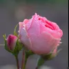 Лала